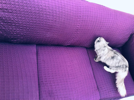 Signature Persian bubble sofa cover with frills for Eid and wedding