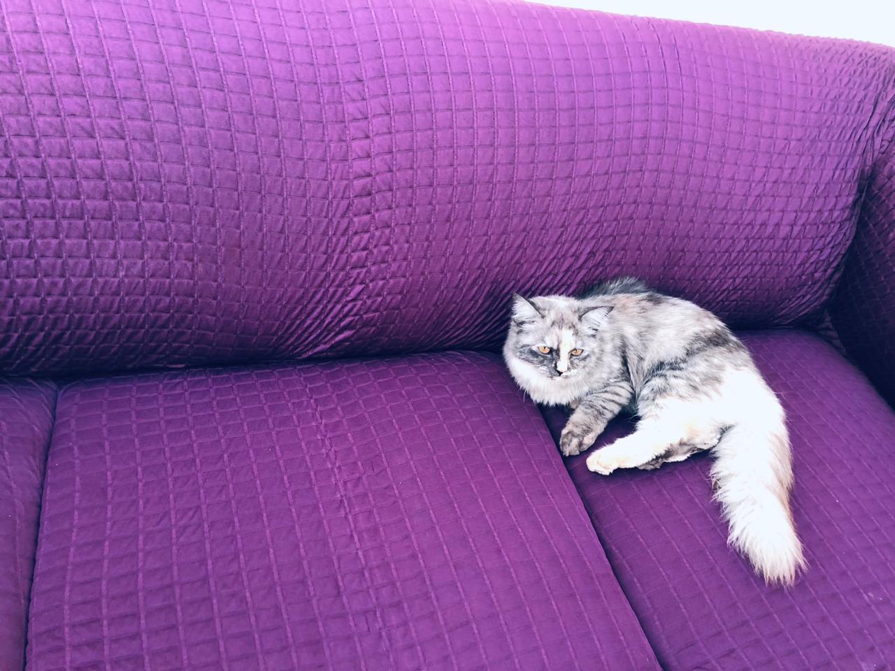 Signature Persian bubble sofa cover with frills for Eid and wedding